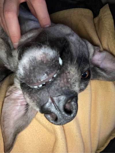 Windhunde - Treffen der besonderen Schönheiten
HERZLICH WILLKOMMEN-Beitrag-Bild