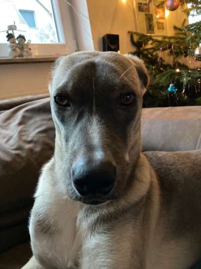 Windhunde - Treffen der besonderen Schönheiten
HERZLICH WILLKOMMEN-Beitrag-Bild