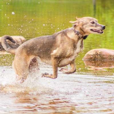KRITIKOS LAGONIKOS-Beitrag-Bild