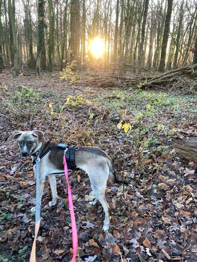 Windhunde - Treffen der besonderen Schönheiten
HERZLICH WILLKOMMEN-Beitrag-Bild