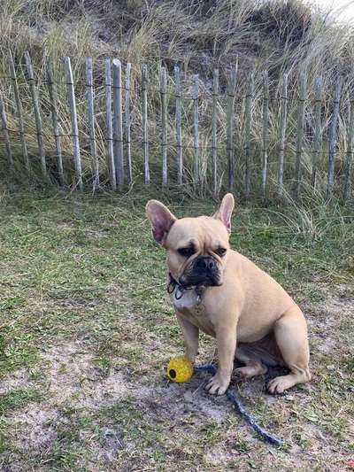 Französische Bulldoggen-Beitrag-Bild