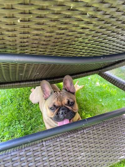 Französische Bulldoggen-Beitrag-Bild