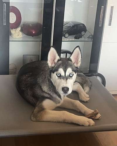 Husky-Beitrag-Bild