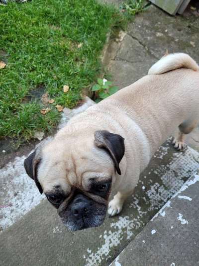 Mops mix-Beitrag-Bild