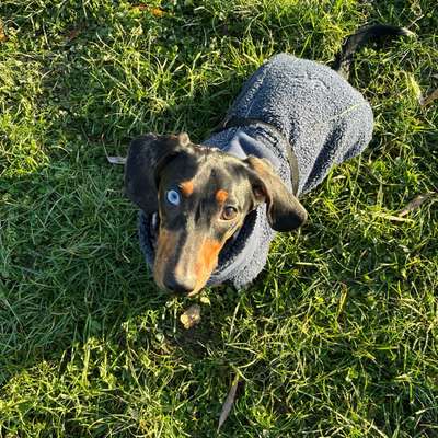 Hundetreffen-Hundetreffen-Bild