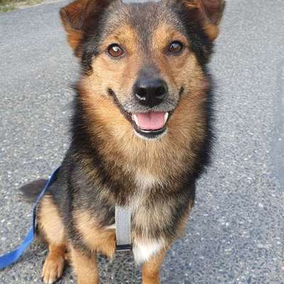 Hundetreffen-Golden Retriever Kumpel*ine gesucht-Bild