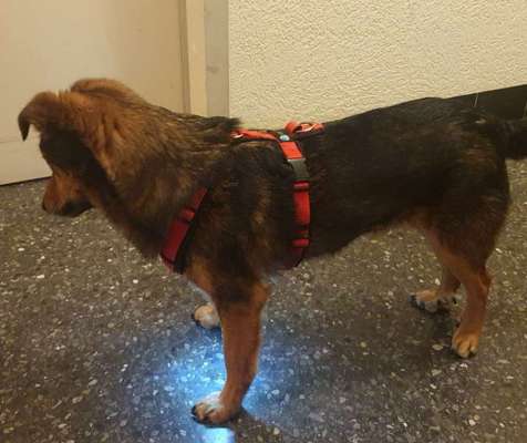 Wie sitzt mein Geschirr?-Beitrag-Bild