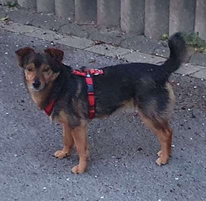 Wie sitzt mein Geschirr?-Beitrag-Bild