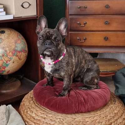 Hundetreffen-Frenchie trifft Frenchie-Bild