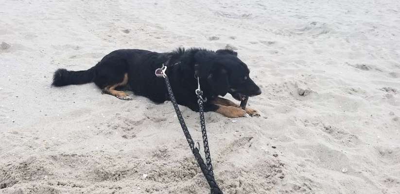 Mischlingshunde Foto Aufruf-Beitrag-Bild