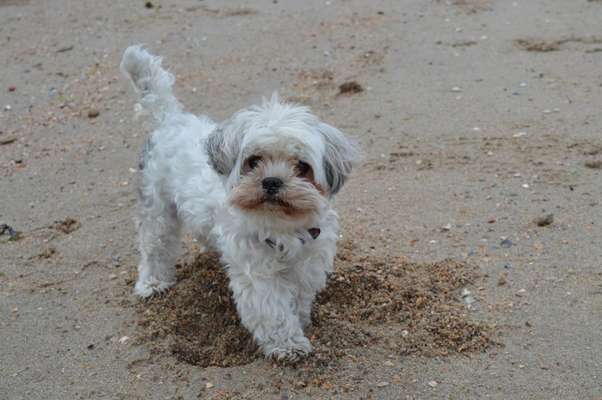 Die Dogorama Wochen Challenge: “Dein Hund im Urlaub”-Beitrag-Bild