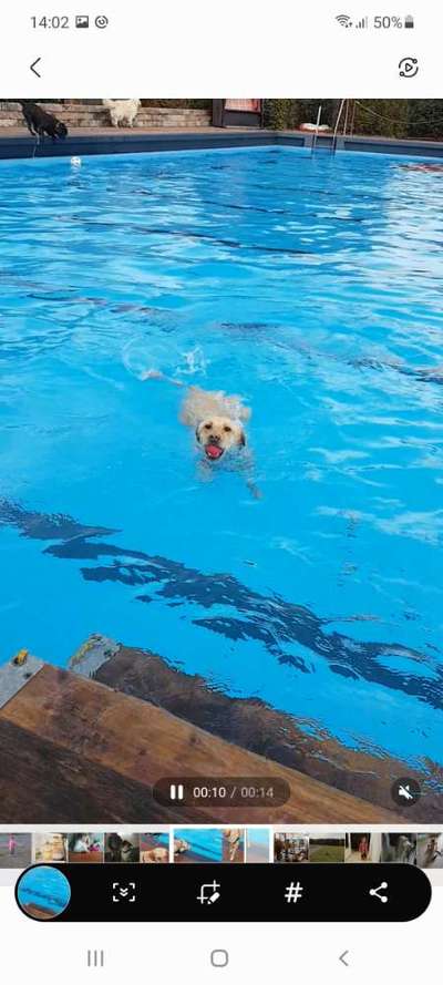 Dogorama-Monats-Challenge-Mai "Wasser"-Beitrag-Bild