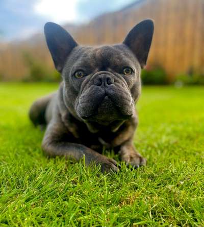 Zeigt her eure Frenchi-Beitrag-Bild