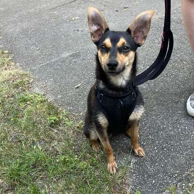 Hundetreffen-Hundebegegnung für Junghündin-Bild
