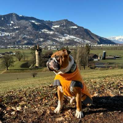 Hundetreffen-Wanderrunde Nordbünden, Rheintal, Sarganserland-Bild