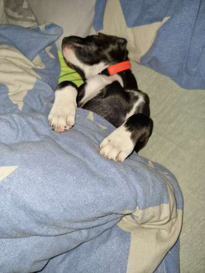 Darf der Hund bei Euch im Bett schlafen?-Beitrag-Bild