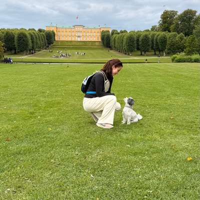 Hundetreffen-Playdate-Bild