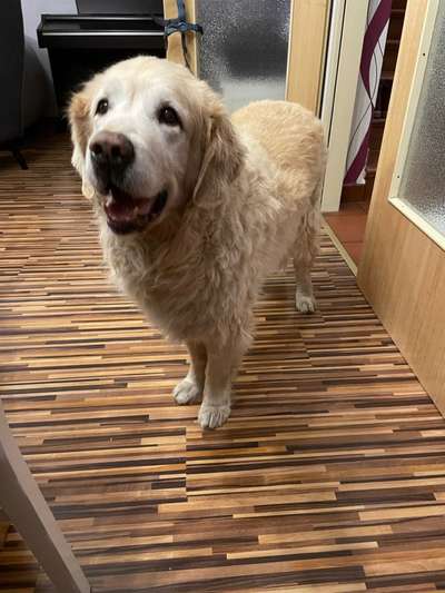 Wo sind die Golden Retriever Liebhaber?-Beitrag-Bild