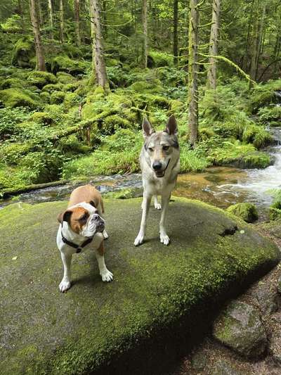 Hundetreffen-Social Walk-Bild