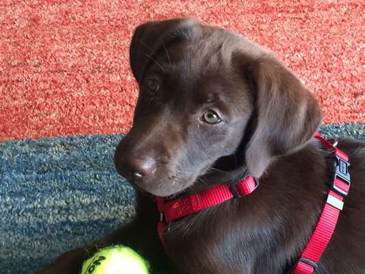 Welpen Bilder !-Beitrag-Bild