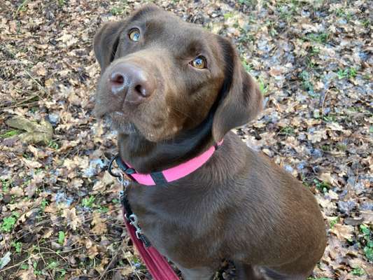 Welpen Bilder !-Beitrag-Bild