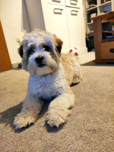 Shih Tzu von Jung bis Senioren-Beitrag-Bild