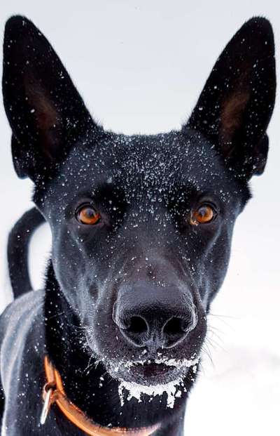 Foto's und Hundemodels-Beitrag-Bild