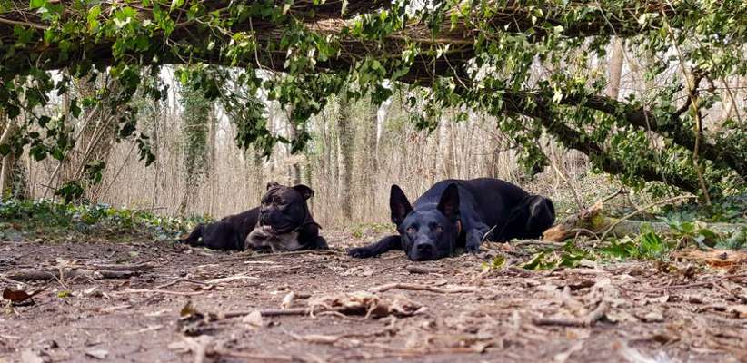 Foto's und Hundemodels-Beitrag-Bild