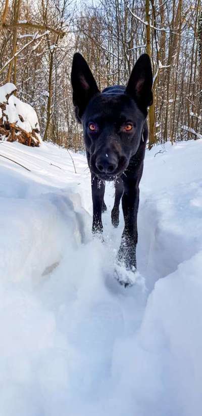 Foto's und Hundemodels-Beitrag-Bild