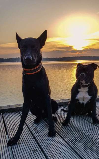 Foto's und Hundemodels-Beitrag-Bild