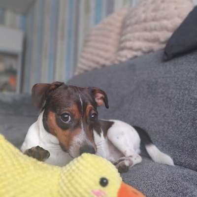 Hundetreffen-Hundekumpel gesucht-Bild