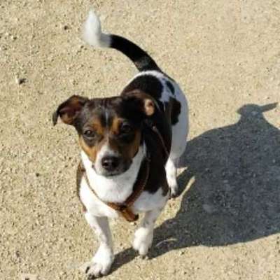 Hundetreffen-Hundekumpel gesucht-Bild