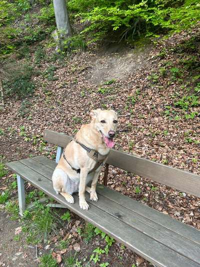 Handy Foto Challange Nr. 46  Happy Dog-Beitrag-Bild