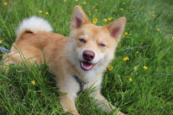 Die Dogorama Monats Challenge "Es grünt und blüht"-Beitrag-Bild