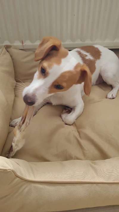 Jack Russel Dackel Mischlinge-Beitrag-Bild
