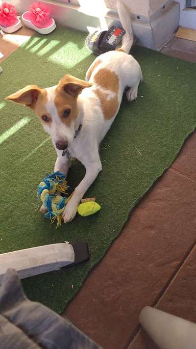 Hundetreffen-Junghund treffen Neuhof-Bild