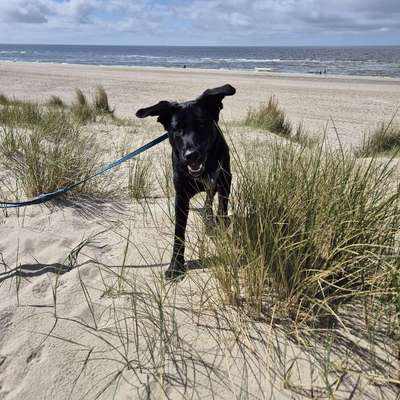 Hundetreffen-Spielpartner für Balu gesucht-Bild