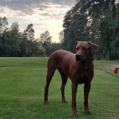 Hundetreffen-Ridgies meet Ridgies-Profilbild