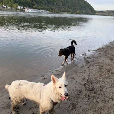 Hundetreffen-Spiel & Spaß (große Hunde)-Bild