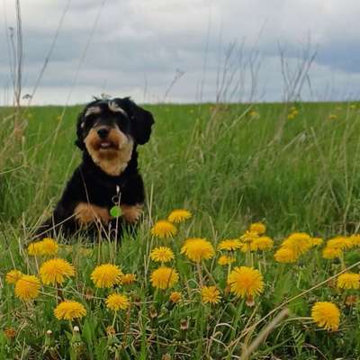 Hundetreffen-Spielen/ Gassigehen-Bild