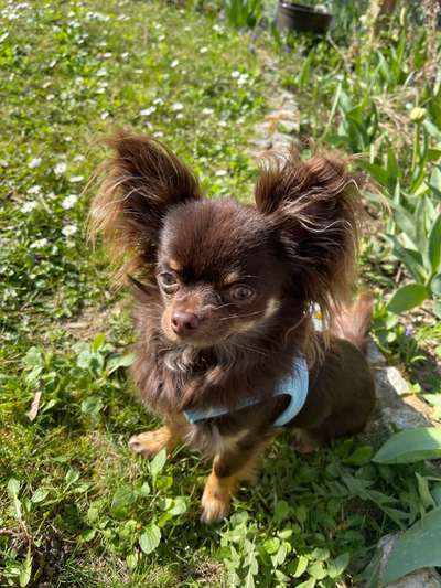 Die Dogorama Monats Challenge "Es grünt und blüht"-Beitrag-Bild