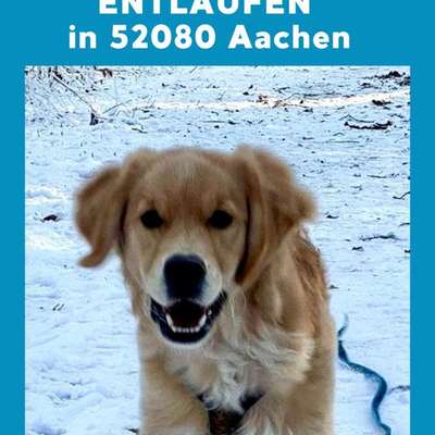 Suchmeldung-Shorty-Bild