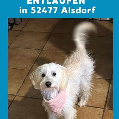 Suchmeldung-Luna-Bild