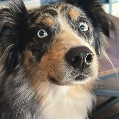 Suchmeldung-Morty-Bild