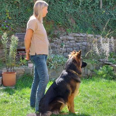 Hundetreffen-Gassirunde und Hundebegegnungen-Profilbild