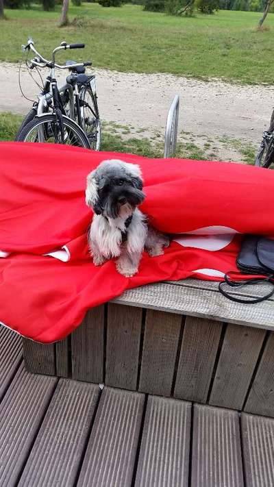 Hundetreffen-Treffen am Cospudener See, Wildpark Markkleeberg etc.-Bild