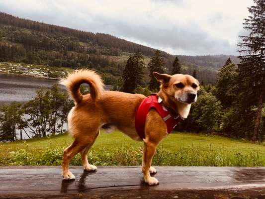 Hunde im Urlaub-Beitrag-Bild