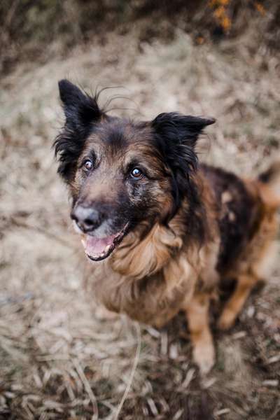 Unsere Fellnasen im Regenbogenland-Beitrag-Bild