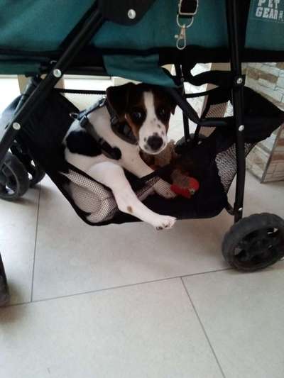 Lustigsten Grimassen von euren Hunden-Beitrag-Bild