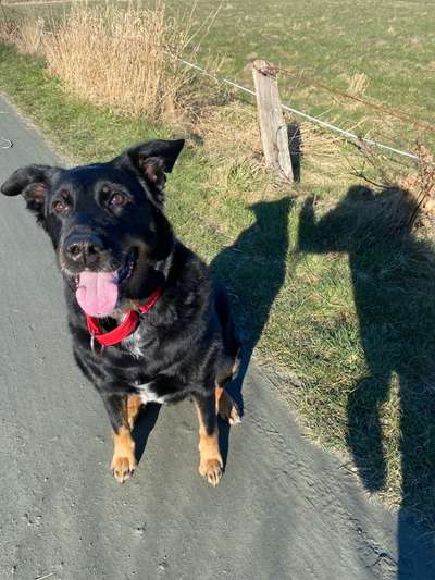 Auslandstierschutz-Beitrag-Bild